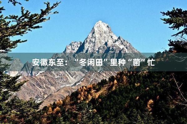 安徽东至：“冬闲田”里种“菌”忙